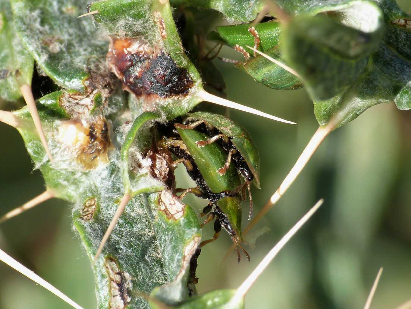 Ammucchiata di Cassida deflorata